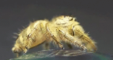 photo spider_deal_with_it_zps6313d0e5.gif